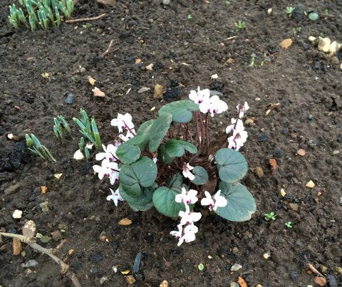 Spring Has Sprung