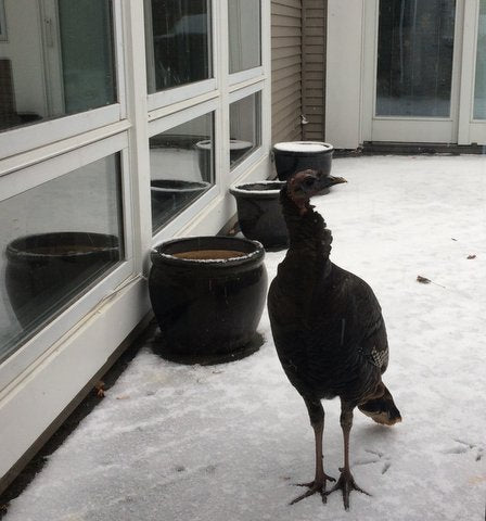 Turkey Lurkey Tips For The Tired
