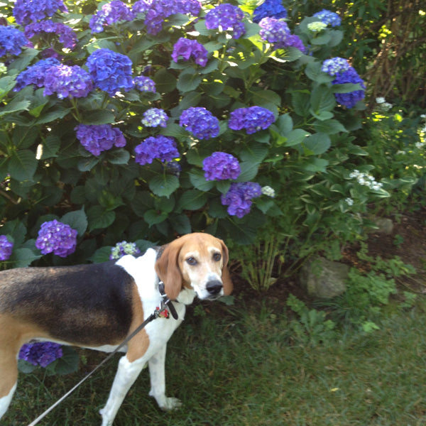 Summer Sadness or Autumn Anticipation?